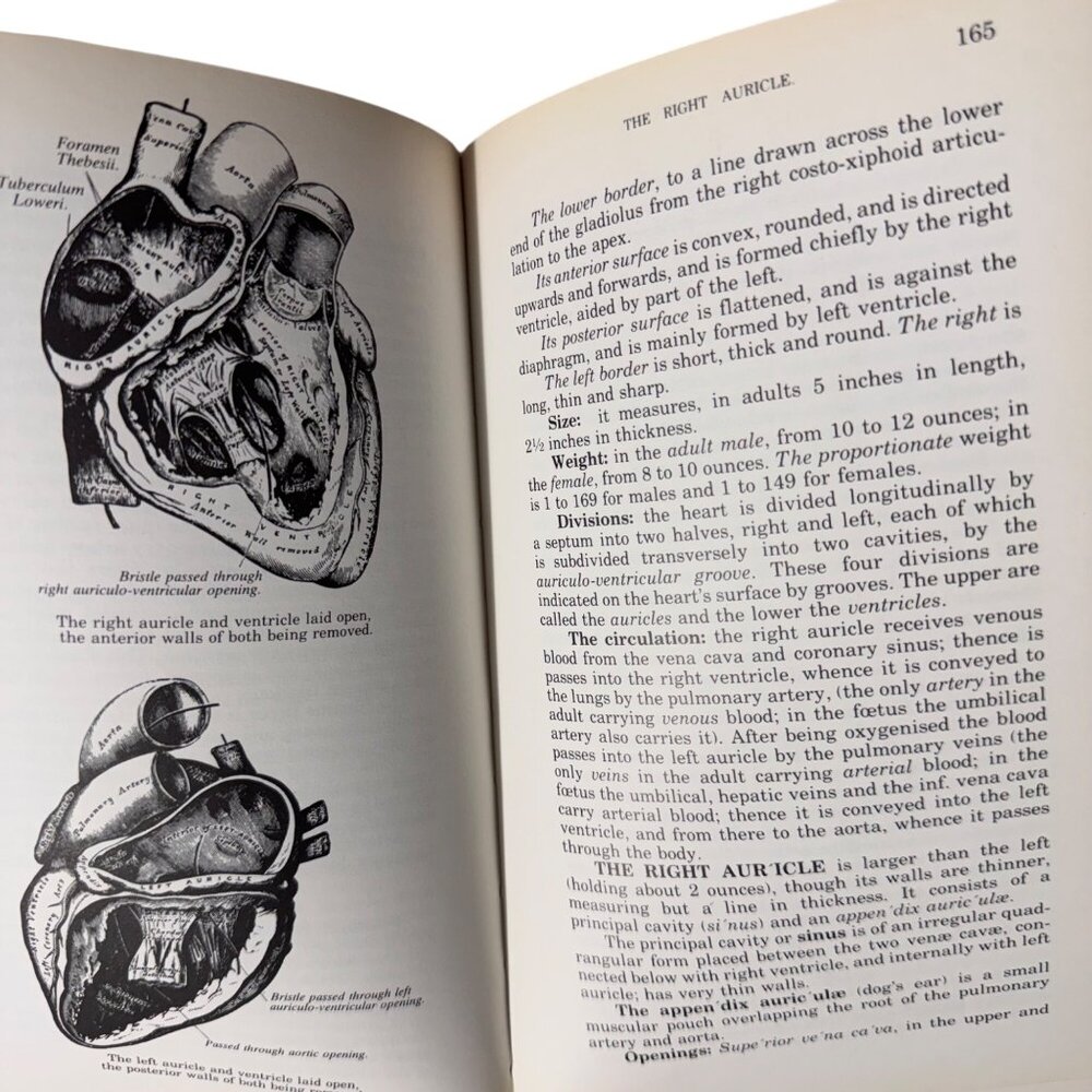 The Concise Grays Anatomy Book by C.H. Leonard AM MD Chartwell Books 1983  Omega - Picture 14 of 16